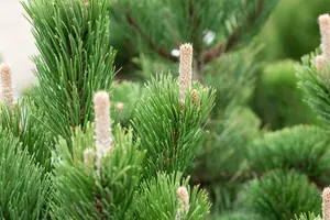 Pinus nigra 'Oregon Green' 70- 80   C20 - afbeelding 5