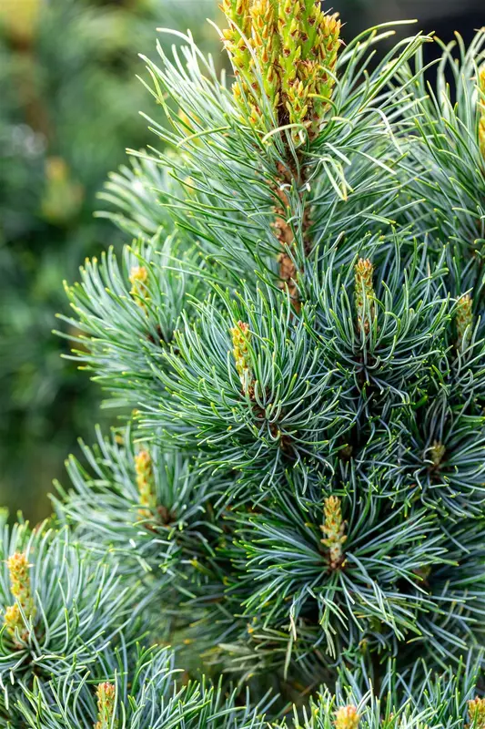Pinus parviflora 'Bonni Bergman' 50- +   C11 - afbeelding 2