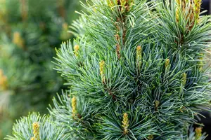 Pinus parviflora 'Bonni Bergman' 60- +    C12