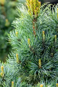 Pinus parviflora 'Bonni Bergman' 70- 80   C18 - afbeelding 2