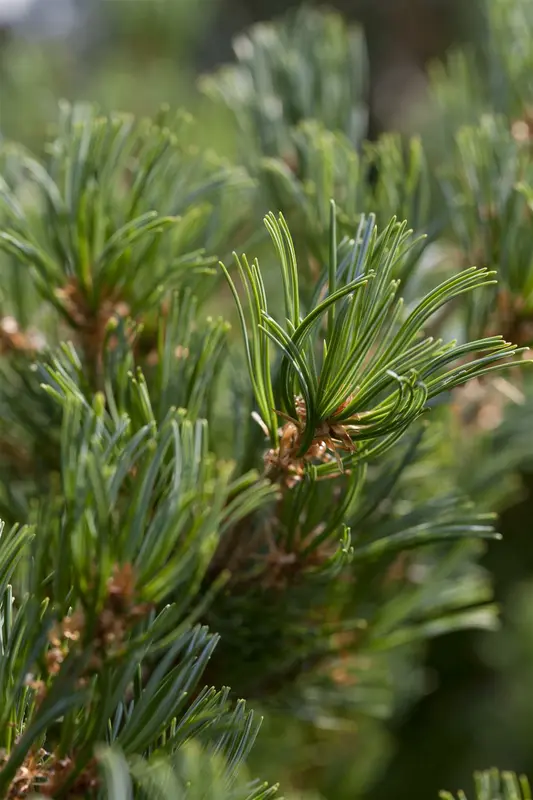 Pinus parviflora 'Kusu Dama' 30- 40   C11