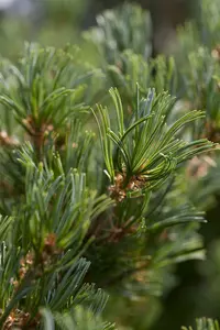 Pinus parviflora 'Kusu Dama' 30- 40   C11