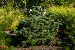 Pinus parviflora 'Negishi' 20- 30   C6 - afbeelding 3