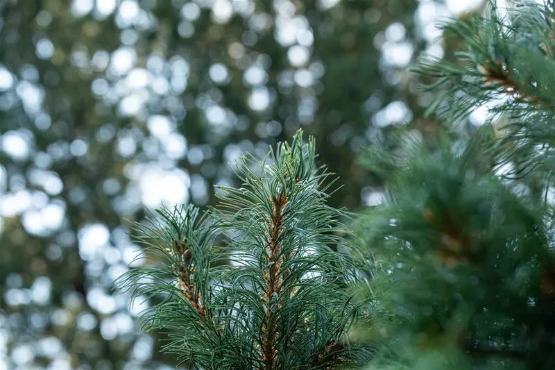 Pinus parviflora 'Schoon's Bonsai' 40- 50   C8 - afbeelding 1