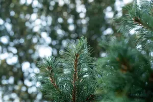 Pinus parviflora 'Schoon's Bonsai' 40- 50   C8