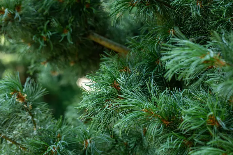 Pinus parviflora 'Schoon's Bonsai' 40- 50   C8 - afbeelding 3