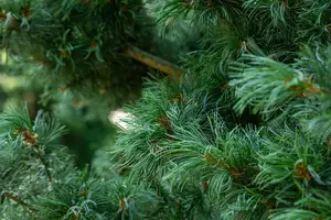 Pinus parviflora 'Schoon's Bonsai' 40- 50   C8 - afbeelding 3