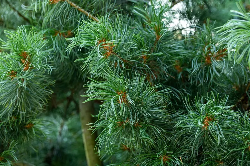 Pinus parviflora 'Schoon's Bonsai' 40- 50   C8 - afbeelding 4