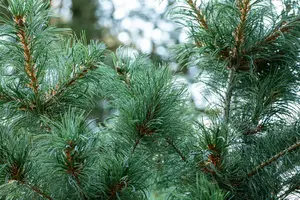 Pinus parviflora 'Schoon's Bonsai' 40- 50   C8 - afbeelding 5