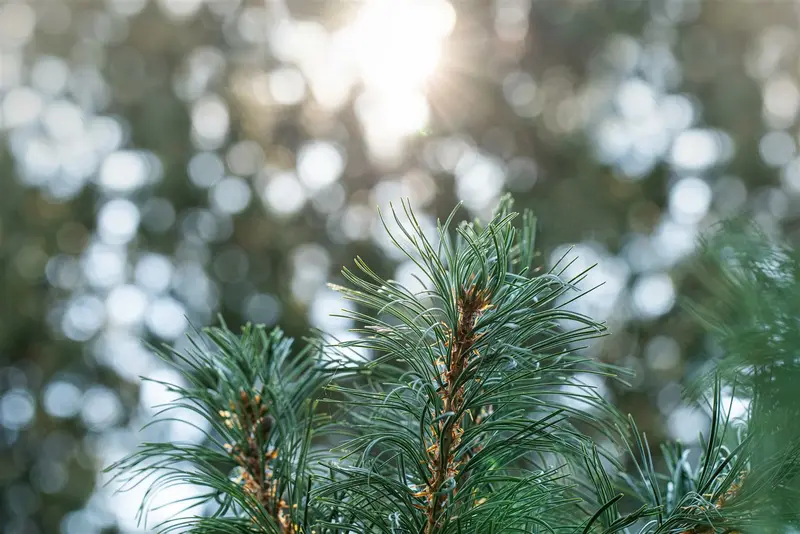 Pinus parviflora 'Schoon's Bonsai' 40- 50   C8 - afbeelding 2