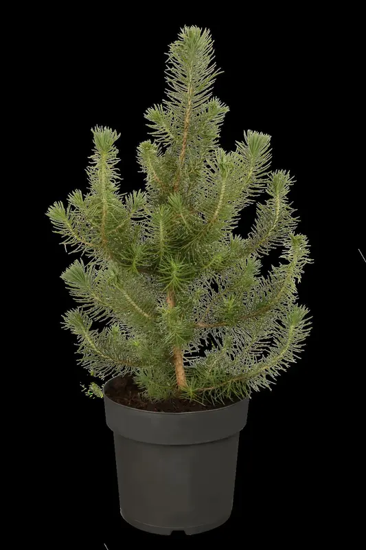 pinus pinea 18/20 C90 - afbeelding 1