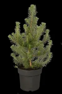 pinus pinea 18/20 C90 - afbeelding 4