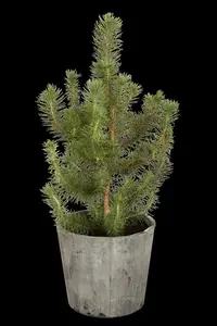 pinus pinea 18/20 C90 - afbeelding 2