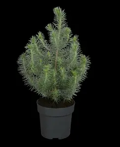 pinus pinea 18/20 C90 - afbeelding 3