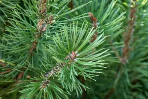 pinus pinea 18/20 C90 - afbeelding 4