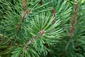 Pinus pinea 200-250 C90 MRST