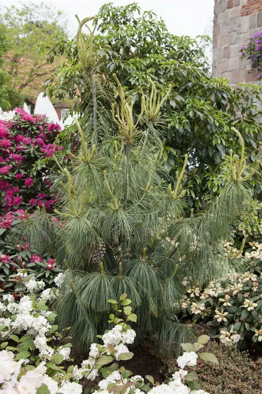 Pinus schwerinii 175-200   C90 - afbeelding 1