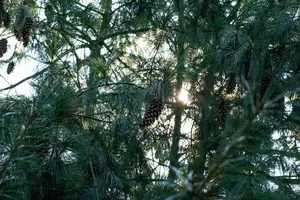 Pinus schwerinii 175-200   C90 - afbeelding 2