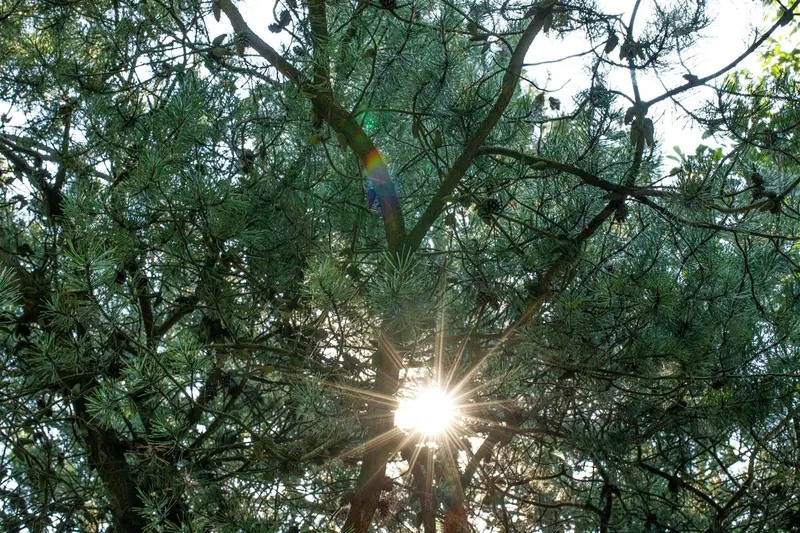 Pinus schwerinii 175-200   C90 - afbeelding 3