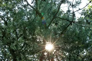 Pinus schwerinii 175-200   C90 - afbeelding 3