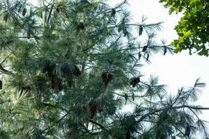 Pinus schwerinii 175-200   C90 - afbeelding 5