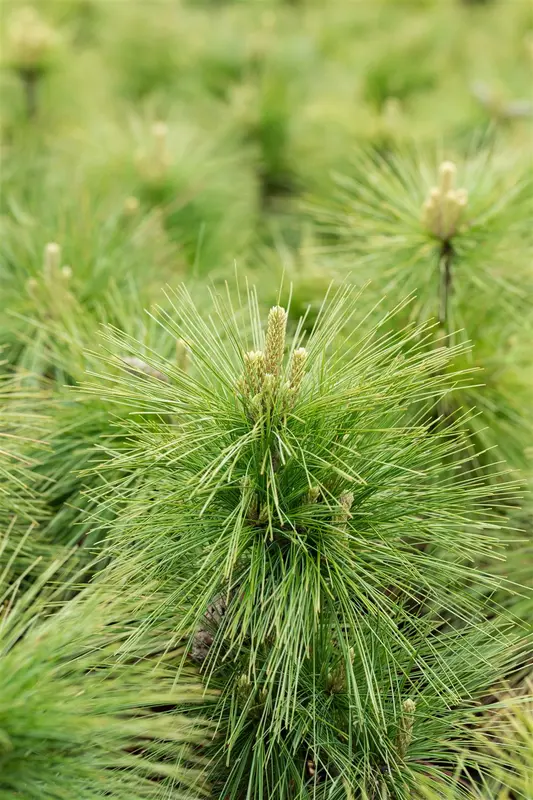 Pinus schwerinii 'Wiethorst' 20- 30   C6 - afbeelding 3