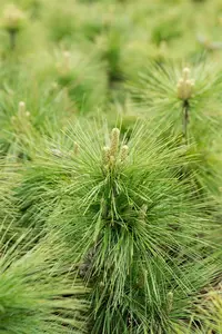 Pinus schwerinii 'Wiethorst' 20- 30   C6 - afbeelding 3