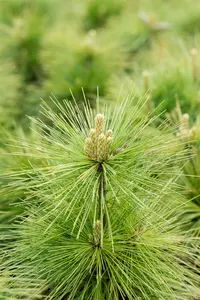 Pinus schwerinii 'Wiethorst' 20- 30   C6 - afbeelding 5