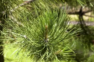 Pinus schwerinii 'Wiethorst' 20- 30   C6 - afbeelding 1