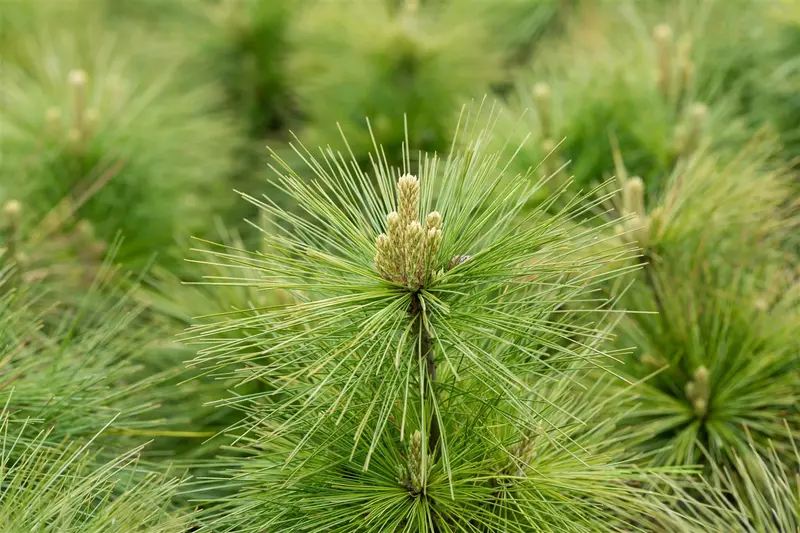 Pinus schwerinii 'Wiethorst' 20- 30   C6 - afbeelding 4