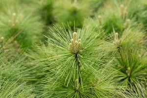 Pinus schwerinii 'Wiethorst' 20- 30   C6 - afbeelding 4
