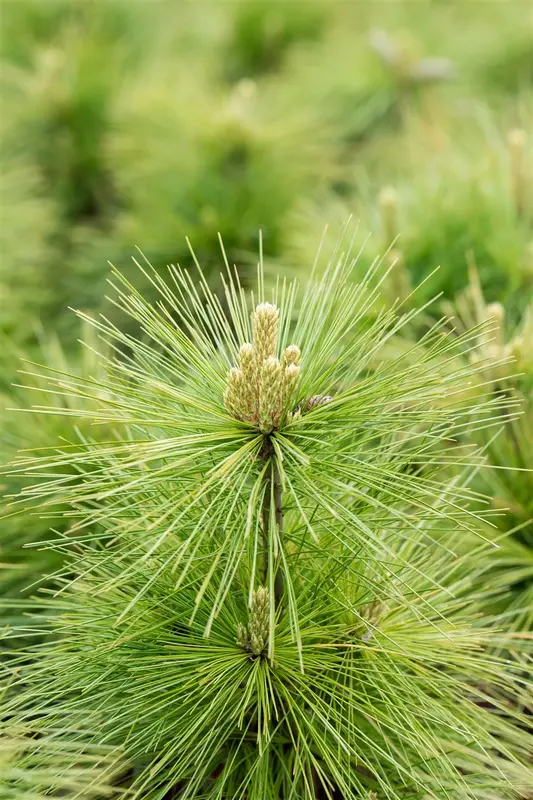 Pinus schwerinii 'Wiethorst' 50- 60   C15 - afbeelding 5