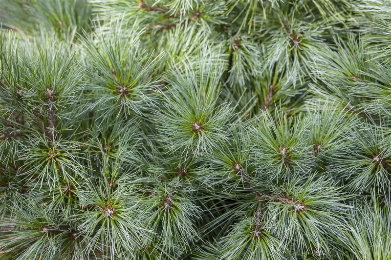 Pinus strobus 150-175   DKL - afbeelding 4