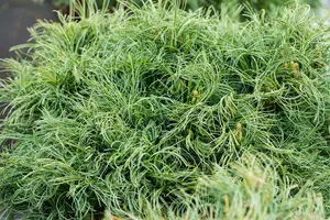 Pinus strobus 'Green Twist' 40- 50   C18 - afbeelding 1