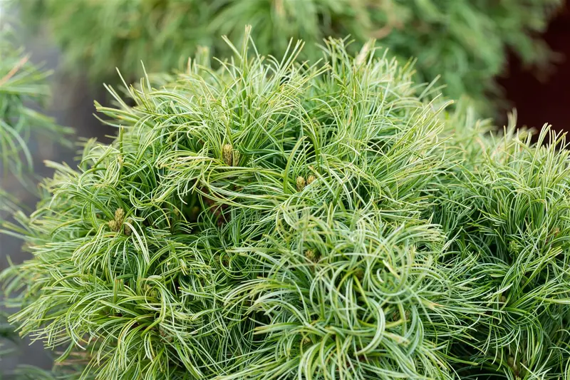 Pinus strobus 'Green Twist' 40- 50 C18 - afbeelding 2