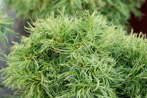 Pinus strobus 'Green Twist' 40- 50 C18 - afbeelding 2