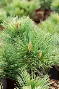 Pinus strobus 'Macopin' 30- 35   C12 - afbeelding 4