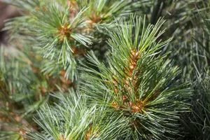 Pinus strobus 'Macopin' 30- 35   C12