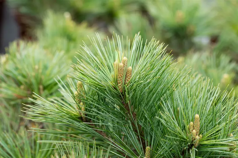 Pinus strobus 'Macopin' 30- 35   C12 - afbeelding 2