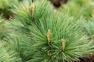 Pinus strobus 'Macopin' 30- 35   C12 - afbeelding 3