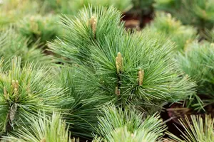 Pinus strobus 'Macopin' 30- 35   C12 - afbeelding 5