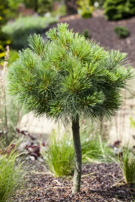Pinus strobus 'Radiata' ( 'nana') 50- 60   C35 - afbeelding 3