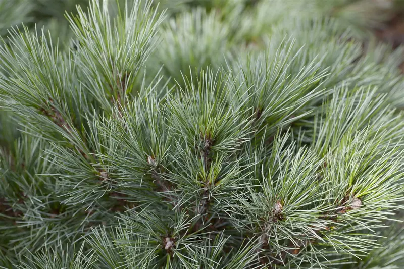 Pinus strobus 'Radiata' ( 'nana') 50- 60   C35 - afbeelding 1