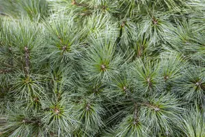 Pinus strobus 'Radiata' ( 'nana') 50- 60   C35 - afbeelding 2