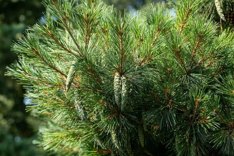 Pinus strobus 'Radiata' ( 'nana') 50- 60   C35 - afbeelding 5