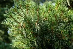 Pinus strobus 'Radiata' ( 'nana') 50- 60   C35 - afbeelding 5