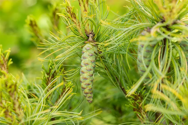 Pinus strobus 'Tiny Curls' 30- 40 C20 - afbeelding 1
