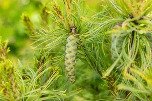 Pinus strobus 'Tiny Curls' 30- 40   C20