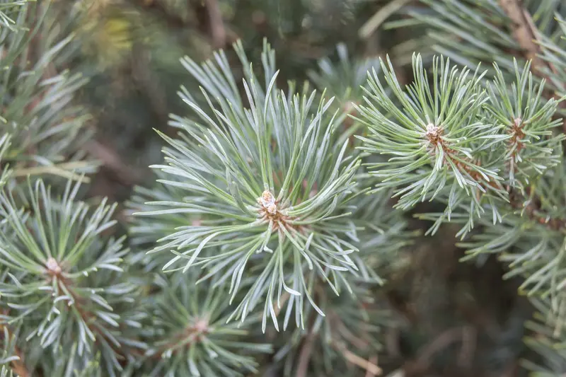 Pinus sylv. 'Chantry Blue' 40- 50   C25