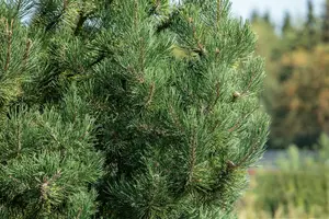 Pinus sylv. 'Fastigiata' 80-100 KLUIT